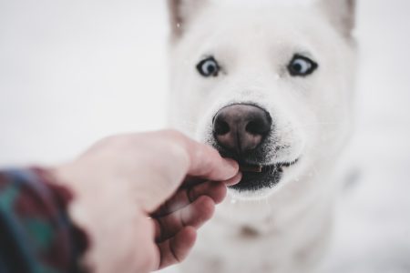 Wholesale Dog Treats You Need to Get